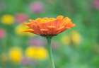 Washington State-Oakville-Pacific Northwest zinnia flower Art Print